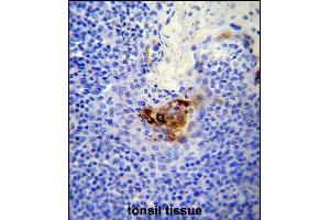 MC Antibody (C-term) (ABIN650721 and ABIN2839393) immunohistochemistry analysis in formalin fixed and paraffin embedded human tonsil tissue followed by peroxidase conjugation of the secondary antibody and DAB staining. (MCAM 抗体  (C-Term))