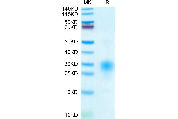 BST2 Protein (AA 49-161) (His tag)