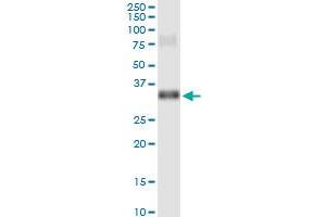 Immunoprecipitation of GSC transfected lysate using anti-GSC MaxPab rabbit polyclonal antibody and Protein A Magnetic Bead , and immunoblotted with GSC purified MaxPab mouse polyclonal antibody (B01P) . (GSC 抗体  (AA 1-257))