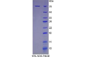 SDS-PAGE analysis of Mouse HSPA1B Protein. (HSPA1B 蛋白)
