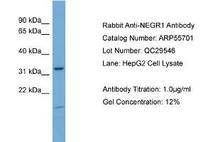 WB Suggested Anti-NEGR1  Antibody Titration: 0. (NEGR1 抗体  (N-Term))