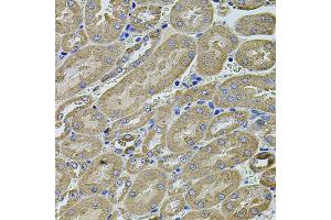 Immunohistochemistry of paraffin-embedded mouse kidney using ANXA8L2 antibody (ABIN5975720) at dilution of 1/100 (40x lens). (ANXA8L2 抗体)