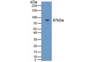 Western blot analysis of Human 293T Cells. (PLAA 抗体  (AA 162-312))