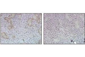 Immunohistochemical staining (cytoplasmic) of mouse tissue using anti-FTO (mouse), pAb  at 1:500 dilution. (FTO 抗体)
