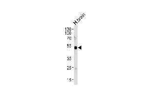 Western blot analysis of lysate from human brain tissue lysate, using ELAVL3 Antibody (N-term) (ABIN657256 and ABIN2846353). (HuC/ELAVL3 抗体  (N-Term))