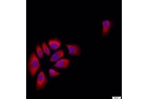 Immunofluorescence (Cultured Cells) (IF (cc)) image for anti-Cadherin 1, Type 1, E-Cadherin (Epithelial) (CDH1) (AA 401-500) antibody (ABIN1387847)
