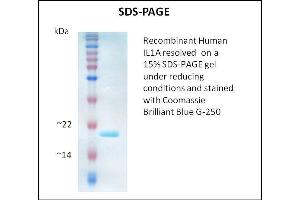 SDS-PAGE (SDS) image for Interleukin 1 alpha (IL1A) (Active) protein (ABIN5509330) (IL1A 蛋白)