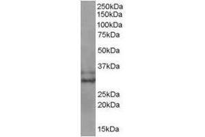 Image no. 1 for anti-Baculoviral IAP Repeat-Containing 7 (BIRC7) (C-Term) antibody (ABIN374091) (BIRC7 抗体  (C-Term))