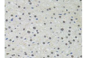 Immunohistochemistry of paraffin-embedded rat liver using PPP4C antibody. (PPP4C 抗体  (AA 1-307))