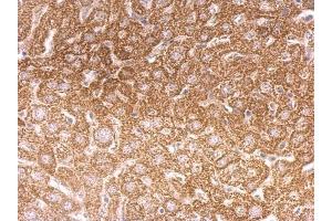 IHC-P Image O-GlcNAc transferase antibody [N1N2], N-term detects O-GlcNAc transferase protein at cytosol on mouse liver by immunohistochemical analysis. (OGT 抗体  (N-Term))