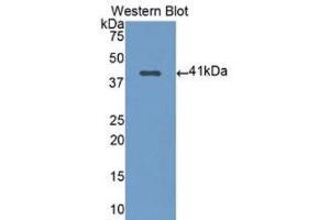 Western Blotting (WB) image for anti-Nuclear Factor kappa B2 (AA 38-343) antibody (ABIN1078411) (Nuclear Factor kappa B2 (AA 38-343) 抗体)