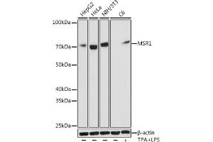 Western blot analysis of extracts of various cell lines, using MSR1 antibody (ABIN7268353) at 1:1000 dilution. (Macrophage Scavenger Receptor 1 抗体)