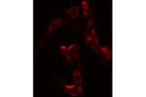 ABIN6274358 staining HepG2 by IF/ICC. (FASTKD3 抗体  (N-Term))