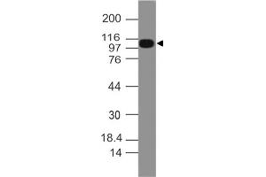 Image no. 1 for anti-NLR Family, Pyrin Domain Containing 3 (NLRP3) (AA 1-200) antibody (ABIN5027649)