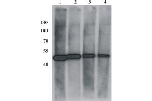 Western Blot testing of anti-BPV E2 monoclonal antibody (1E2). (Bovine Papilloma Virus 1 E2 (BPV-1 E2) (AA 182-190) 抗体)