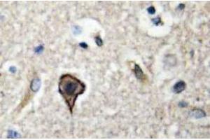 Immunohistochemistry (IHC) analyzes of TWEAK antibody in paraffin-embedded human brain tissue. (TWEAK 抗体)