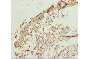 Immunohistochemistry of paraffin-embedded human testis tissue using ABIN7151912 at dilution of 1:100 (LCN6 抗体  (AA 21-163))