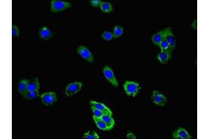 Immunofluorescent analysis of HepG2 cells using ABIN7147128 at dilution of 1:100 and Alexa Fluor 488-congugated AffiniPure Goat Anti-Rabbit IgG(H+L) (CD177 抗体  (AA 22-321))