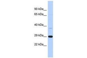 Image no. 1 for anti-Chromosome 1 Open Reading Frame 74 (C1ORF74) (AA 35-84) antibody (ABIN6741210) (C1ORF74 抗体  (AA 35-84))