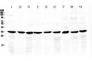 Western blot analysis of COPE using anti-COPE antibody . (COPE 抗体  (AA 80-308))