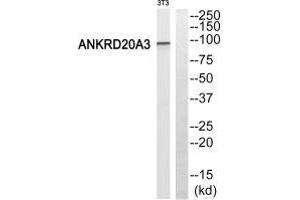 Western blot analysis of extracts from 3T3 cells, using ANKRD20A3 antiobdy. (ANKRD20A3 抗体)