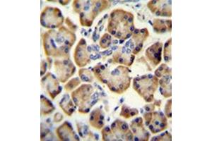 Formalin fixed and paraffin embedded Human pancreas tissue stained with RADIL Antibody (C-term) followed by peroxidase conjugation of the secondary antibody and DAB staining. (Radil 抗体  (C-Term))