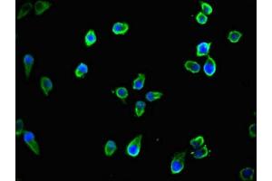 Immunofluorescent analysis of Ntera-2 cells using ABIN7165823 at dilution of 1:100 and Alexa Fluor 488-congugated AffiniPure Goat Anti-Rabbit IgG(H+L) (TTLL8 抗体  (AA 671-822))