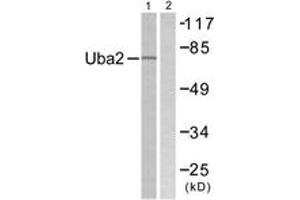 Western blot analysis of extracts from 293 cells, treated with UV 5', using Uba2 Antibody. (UBA2 抗体  (AA 591-640))