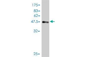 Western Blot detection against Immunogen (46. (NSG1 抗体  (AA 1-185))
