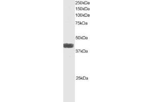 ABIN184656 staining (1µg/ml) of Raji lysate (RIPA buffer, 35µg total protein per lane). (ATF4 抗体  (C-Term))