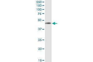 Immunoprecipitation of IL10RB transfected lysate using anti-IL10RB MaxPab rabbit polyclonal antibody and Protein A Magnetic Bead , and immunoblotted with IL10RB MaxPab mouse polyclonal antibody (B01) . (IL10RB 抗体  (AA 1-325))