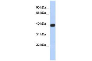 GJD2 antibody used at 1 ug/ml to detect target protein. (GJD2 抗体  (Middle Region))