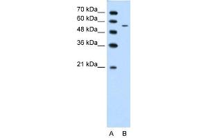 CHST7 antibody used at 1. (CHST7 抗体)
