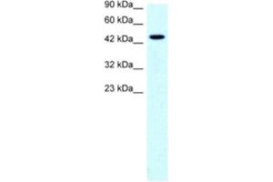 Western Blotting (WB) image for anti-Solute Carrier Family 17 (Anion/Sugar Transporter), Member 2 (SLC17A2) antibody (ABIN2460814) (SLC17A2 抗体)