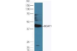 Mouse brain lysates probed with Rabbit Anti-BCAT1 Polyclonal Antibody  at 1:5000 90min in 37˚C.