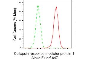 Flow cytometric analysis of Collapsin response mediator protein 1 expression in HAP-1 cells using Collapsin response mediator protein 1 antibody (ABIN7798129), 1:2,000). (Recombinant CRMP1 抗体)