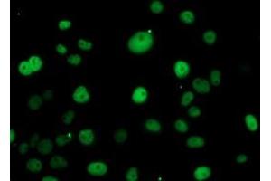 Immunofluorescence (IF) image for anti-Excision Repair Cross Complementing Polypeptide-1 (ERCC1) antibody (ABIN1498066) (ERCC1 抗体)