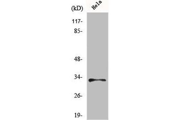 MRPL15 抗体  (Internal Region)