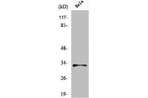 Western Blot analysis of MCF7 cells using MRP-L15 Polyclonal Antibody (MRPL15 抗体  (Internal Region))