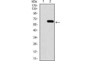 Western blot analysis using CALB2 mAb against HEK293 (1) and CALB2 (AA: 1-271)-hIgGFc transfected HEK293 (2) cell lysate. (Calretinin 抗体  (AA 1-271))