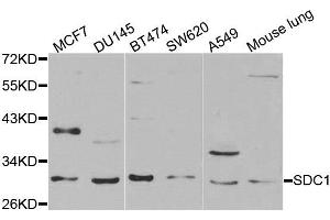 Western blot analysis of extracts of various cell lines, using SDC1 antibody. (Syndecan 1 抗体)