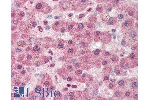 ABIN238663 (5µg/ml) staining of paraffin embedded Human Liver. (PC 抗体  (Internal Region))