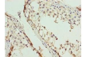Immunohistochemistry of paraffin-embedded human testis tissue using ABIN7152217 at dilution of 1:100 (EIF5A2 抗体  (AA 2-153))