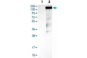 Western Blot analysis of Lane 1: negative control (vector only transfected HEK293T cell lysate) and Lane 2: over-expression lysate (co-expressed with a C-terminal myc-DDK tag in mammalian HEK293T cells) with RAPGEF1 polyclonal antibody .