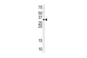 Western blot analysis of anti-EX1 Antibody (N-term) 2849a in Hela cell line lysates (35 μg/lane). (APEX1 抗体  (N-Term))