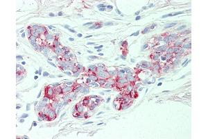 Anti-SLC4A2 antibody IHC of human breast. (SLC4A2 抗体  (N-Term))