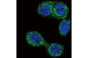 Immunofluorescence (IF) image for anti-Histamine N-Methyltransferase (HNMT) antibody (ABIN2997982) (HNMT 抗体)