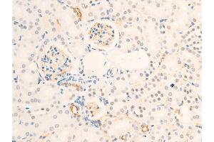 ABIN6267234 at 1/100 staining mouse kidney tissue sections by IHC-P. (Survivin 抗体  (pThr117))