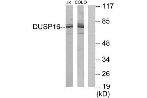 Western Blotting (WB) image for anti-Dual Specificity Phosphatase 16 (DUSP16) (C-Term) antibody (ABIN1849942) (DUSP16 抗体  (C-Term))