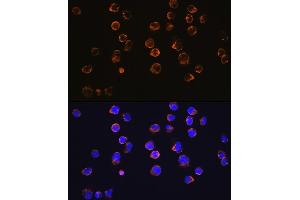 Immunofluorescence analysis of Jurkat cells using CD27 Rabbit mAb (ABIN7266175) at dilution of 1:100 (40x lens). (CD27 抗体)